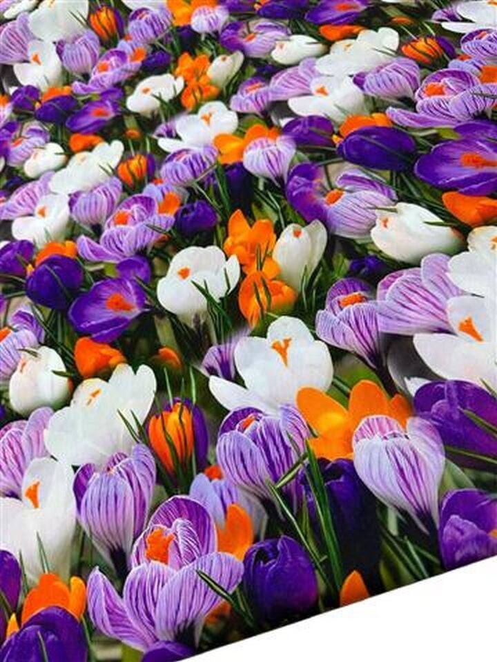 Çuha Çiçeği Desen Elbiselik Gömleklik Krep Kumaş